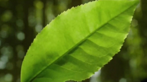 大益茶2013年度品牌廣告