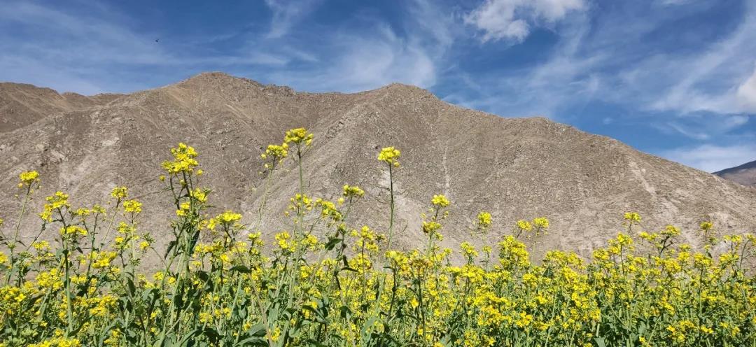 順動(dòng)新作|遇見(jiàn)五月的西藏